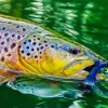 Brown Trout Close Up Diamond Painting