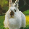 brown White Angora Rabbit Diamond Painting