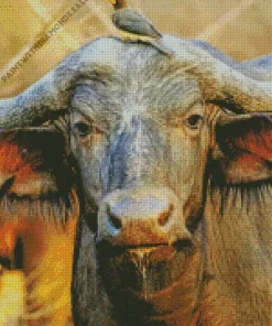 Buffalo And Bird Diamond Painting