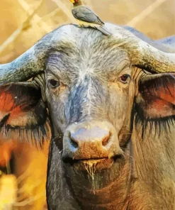 Buffalo And Bird Diamond Painting