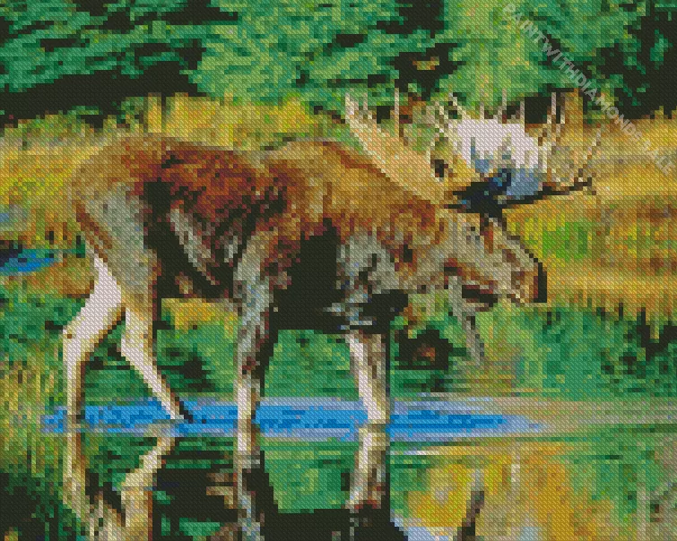 bull moose water Diamond By Numbers Bull Moose Water Diamond Painting