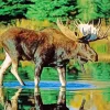 Bull Moose Water Diamond Painting
