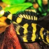 Butterfly Pleco Fish Diamond Painting