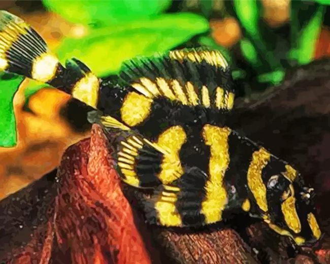 butterfly Pleco Fish Diamond Paints Butterfly Pleco Fish Diamond Painting
