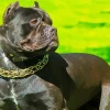 Cane Corso Diamond Painting