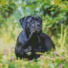 Cane Corso Dog Diamond Painting
