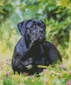 Cane Corso Dog Diamond Painting