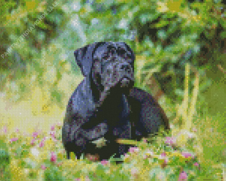 cane corso dog Diamond Dotz Cane Corso Dog Diamond Painting
