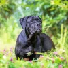 Cane Corso Dog Diamond Painting