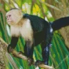 Capuchin Monkey Art Diamond Painting