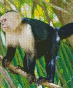 Capuchin Monkey Art Diamond Painting