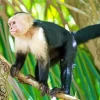 Capuchin Monkey Art Diamond Painting