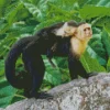 Capuchin Monkey Baby Diamond Painting