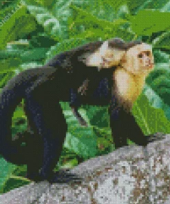 Capuchin Monkey Baby Diamond Painting