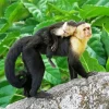 Capuchin Monkey Baby Diamond Painting