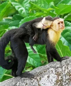 Capuchin Monkey Baby Diamond Painting