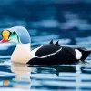 Charming King Eider Bird Diamond Painting