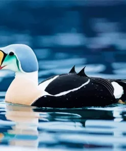 Charming King Eider Bird Diamond Painting