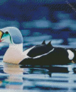 Charming King Eider Bird Diamond Painting