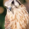 Close Up American Kestrel Diamond Painting