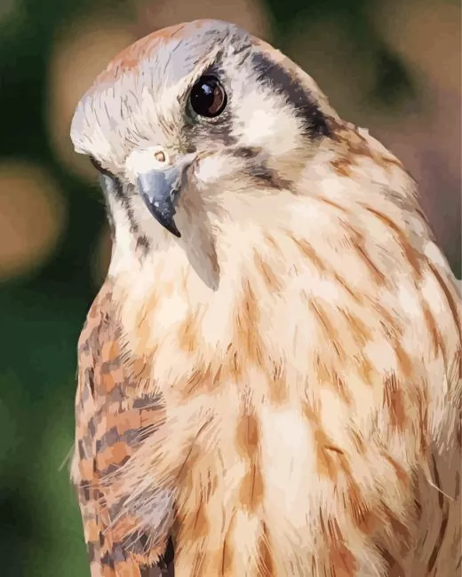 close up American Kestrel Diamond By Numbers Close Up American Kestrel Diamond Painting