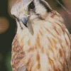 Close Up American Kestrel Diamond Painting