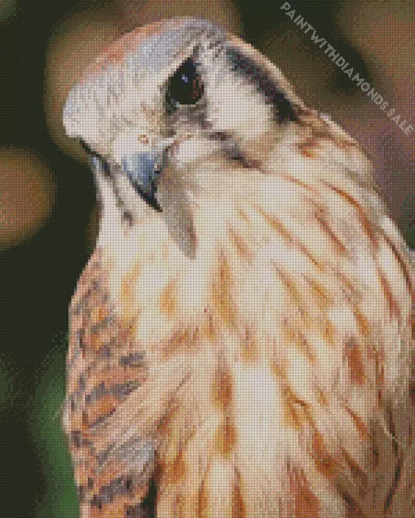 close up American Kestrel Diamond Paints Close Up American Kestrel Diamond Painting