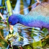 Close Up American Purple Gallinule Diamond Painting
