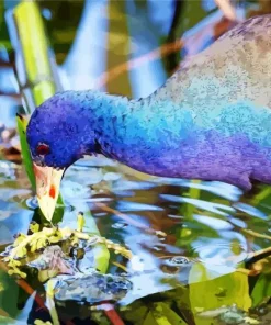 Close Up American Purple Gallinule Diamond Painting