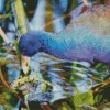 Close Up American Purple Gallinule Diamond Painting