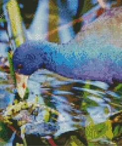 Close Up American Purple Gallinule Diamond Painting