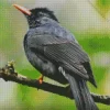 Close Up Black Bulbul Diamond Painting