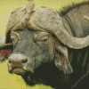Close Up Buffalo Diamond Painting