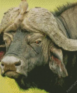 Close Up Buffalo Diamond Painting