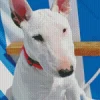 Close Up Bull Terrier Diamond Painting
