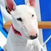 Close Up Bull Terrier Diamond Painting