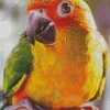 Close Up Conure Bird Diamond Painting