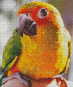 Close Up Conure Bird Diamond Painting