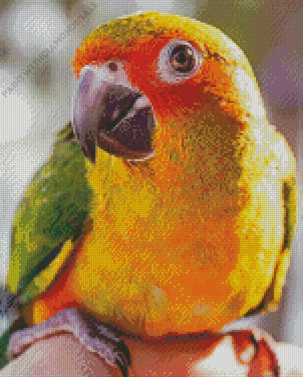 close up Conure Bird Diamond By Numbers Close Up Conure Bird Diamond Painting