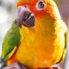 Close Up Conure Bird Diamond Painting