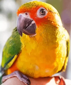 Close Up Conure Bird Diamond Painting