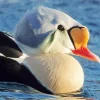 Close Up King Eider Bird Diamond Painting