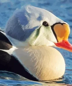 Close Up King Eider Bird Diamond Painting