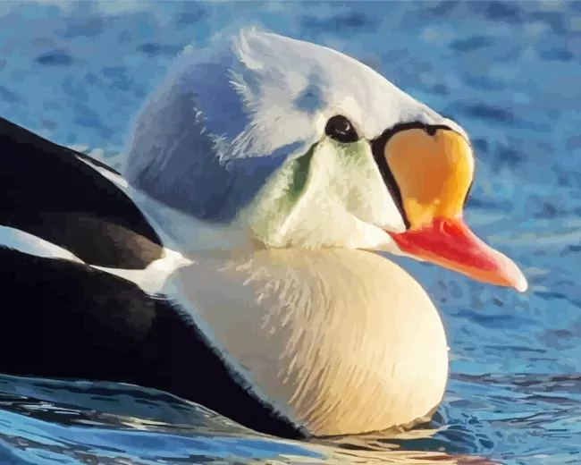 close up King Eider Bird Diamond By Numbers Close Up King Eider Bird Diamond Painting