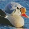 Close Up King Eider Bird Diamond Painting
