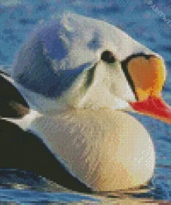 Close Up King Eider Bird Diamond Painting