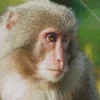 Close Up Macaque Diamond Painting