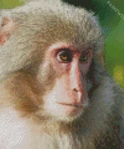 Close Up Macaque Diamond Painting