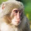 Close Up Macaque Diamond Painting