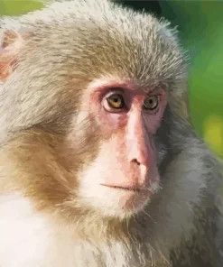 Close Up Macaque Diamond Painting